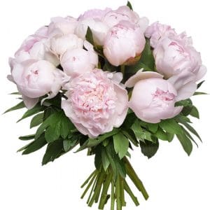 - Brassée de pivoines