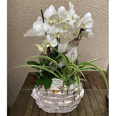 Valentine - Assemblage de plantes avec phalaenopsis.