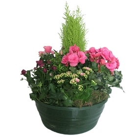 Fabienne - Coupe de plantes à dominante parme.
