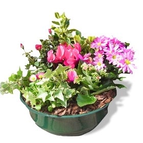 Falone - Coupe de plantes à dominante rose pour extérieur