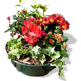 Fanchon - Coupe de plantes à dominante rouge pour extérieur.