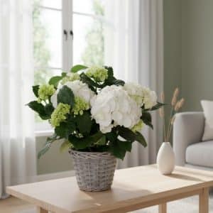 Hortensia blanc.