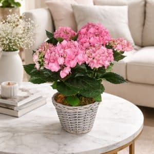 Hortensia rose.