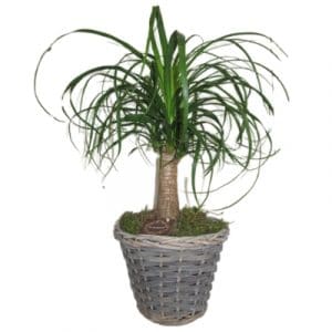 Beaucarnéa - Plante verte