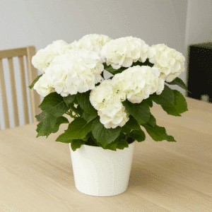 Hortensia blanc.