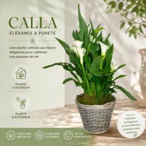 Calla - Plante à fleurs - Coloris au choix.