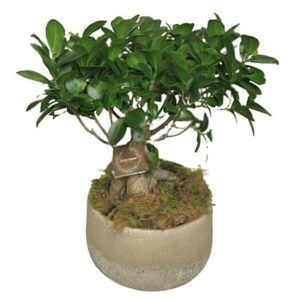 Ficus bonzai