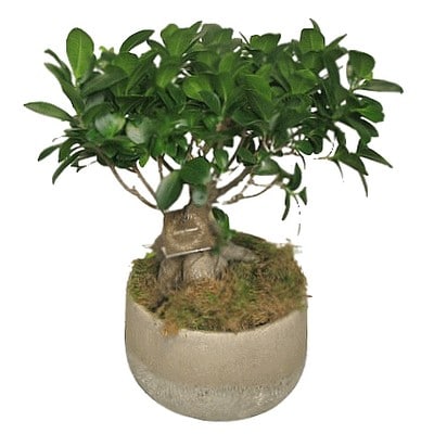 Victoria - Ficus bonzai - Carine Sannier Artisan Fleuriste Boulogne