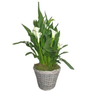 Calla - Plante à fleurs - Coloris au choix.