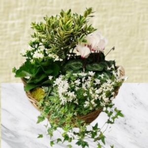 Francis - Coupe de plantes à dominante blanche