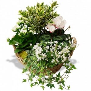 Francis - Coupe de plantes à dominante blanche