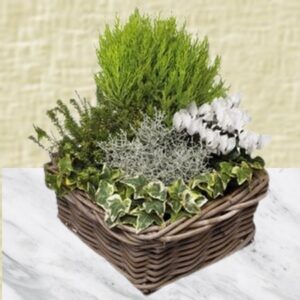 François - Coupe de plantes à dominante blanche.