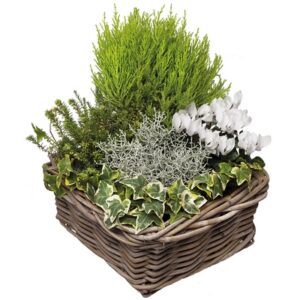 François - Coupe de plantes à dominante blanche.