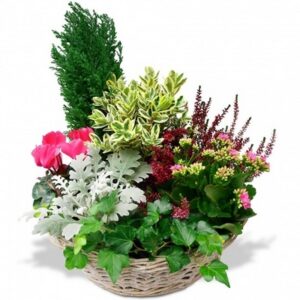 Frédéric - Coupe de plantes aux couleurs délicates