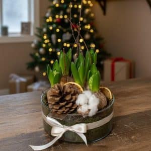 Noël - Jacinthes, coupe de verre par 5