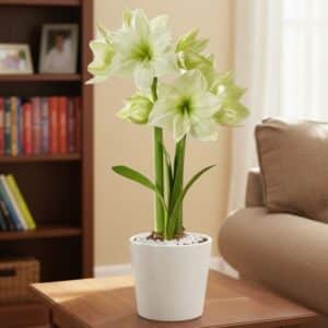 Amaryllis blanc