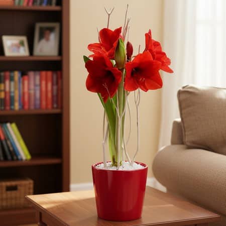 Amaryllis rouge