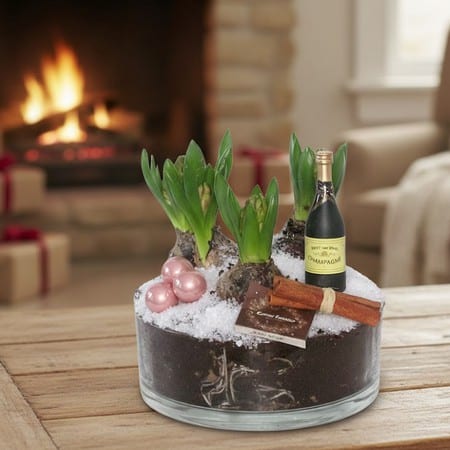 Noël - Jacinthes, coupe de verre par 3