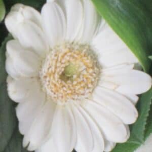 Alysée - Bouquet rond – Image 2