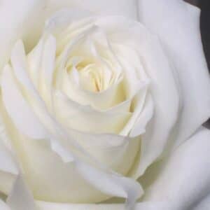 Bella - Roses blanches. – Image 2