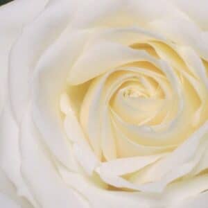 Bella - Roses blanches. – Image 3