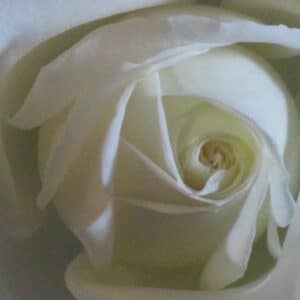Bella - Roses blanches. – Image 4