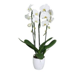 Phalaenopsis 2 branches (blanc)
