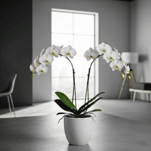 Phalaenopsis 2 branches (blanc)