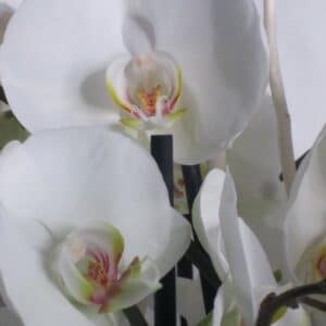 Phalaenopsis 4 branches (blanc) – Image 2