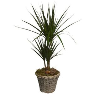 Dracena