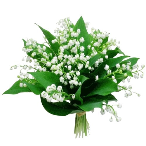 Muguet