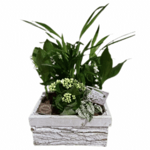 Muguet - Mini jardin paysager