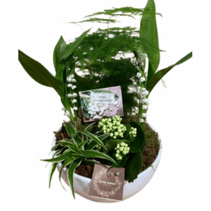 Muguet - Merveille de mai