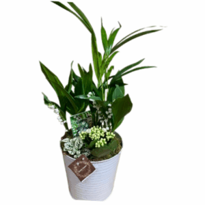 Muguet - Mon assemblage de plantes (Blanc)
