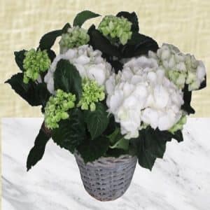 Hortensia blanc pour deuil.