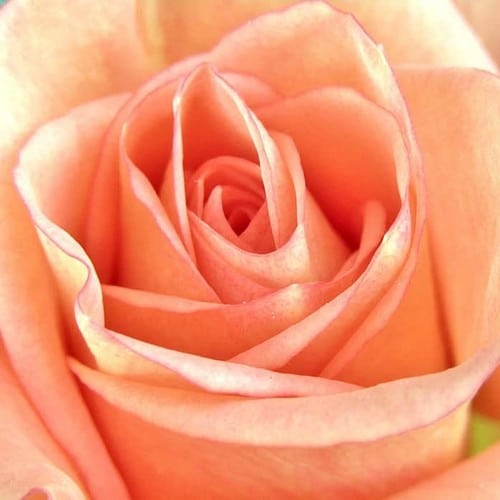 Fête des Mères - Bachira - Roses saumonées.