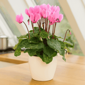 Cyclamen