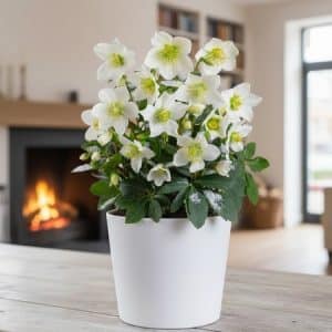 Hellebore-Rose de Noel