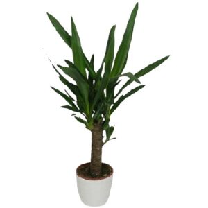 Yucca