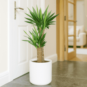 Yucca
