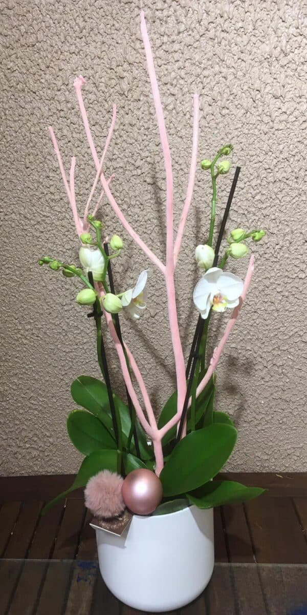 Phalaenopsis 4 branches