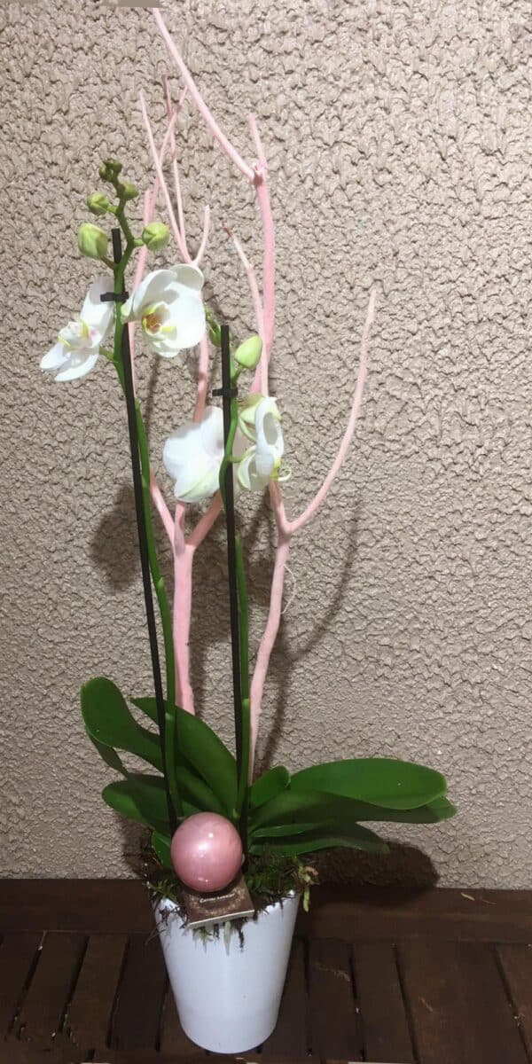 Phalaenopsis 2 branches.