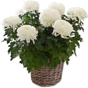 Chrysanthème blanc