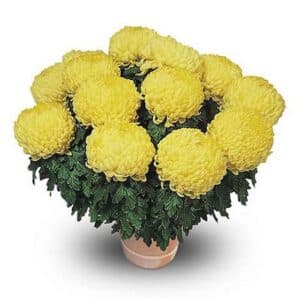 Chrysanthème jaune