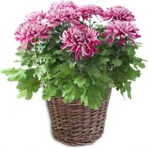 Chrysanthème mauve
