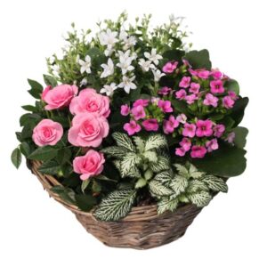 Coupe de plantes