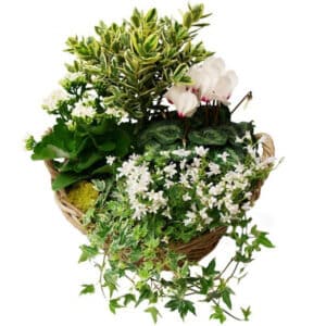 Coupe de plantes