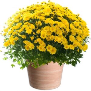 Pomponnette jaune
