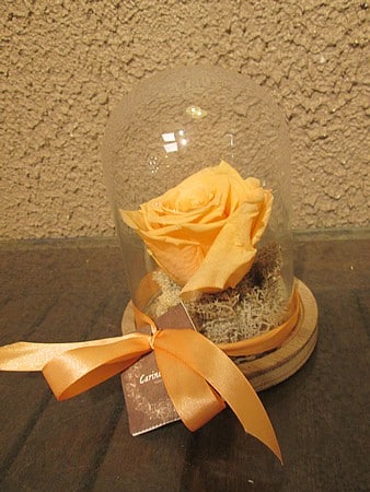 Terracotta : cloche 12 x 16 avec rose lyophilisée