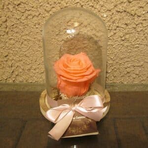 Rose pâle : cloche 14 x 20 avec rose lyophilisée.